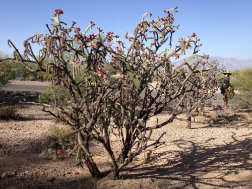Harvesting Cholla buds. 1. Wander the desert until you find cholla, buckhorn and staghorn are excell