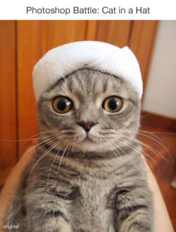 wwinterweb:   PsBattle: Cat in a hat (see