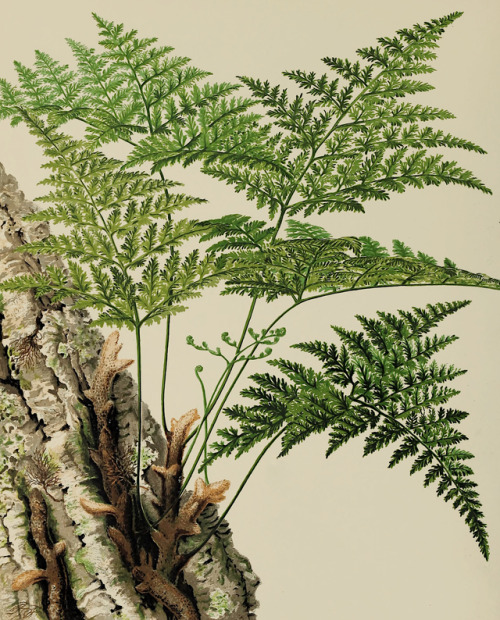 European ferns - James Britten and David Blair - 1879 - via Internet Archive