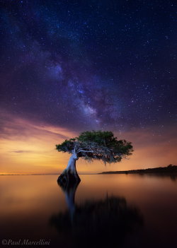 spaceexp:  Celestial Cypress by Paul Marcellini