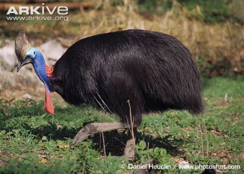 scienceyoucanlove:Southern cassowary descriptionCassowaries are large, flightless birds that are rel