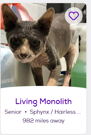 Porn photo petfinder-names:https://www.petfinder.com/cat/living-monolith-48559214/tx/austin/austin-pets-alive-tx1218/