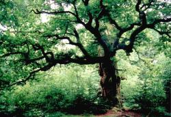 oakapples:  Trees in the Reinhardswald, the