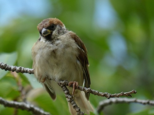 スズメ　Eurasian tree sparrowTown Sparrow ～ 街のすずめ　ArchiveTown Birds ～ 街の鳥  Archive