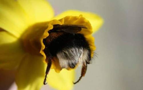 catsbeaversandducks:  Some bumble bee butts. Via Imgur 