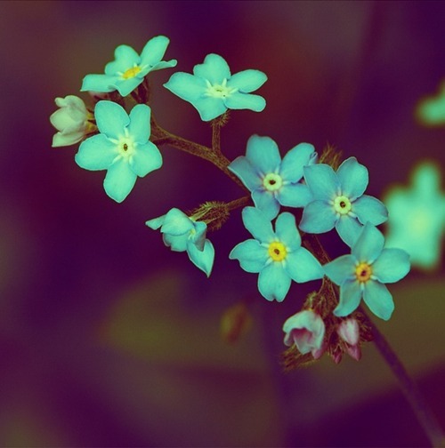 discovereternity:  Forget me not 