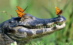 animals-riding-animals:  butterflies riding crocodile