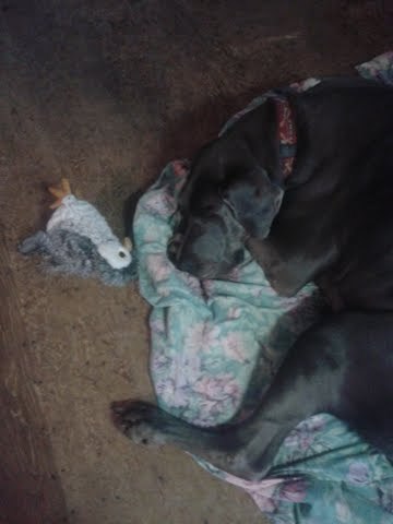 mirksilua:mirksilua:So my dog is a 210 pound Great Dane who has never had a toy smaller