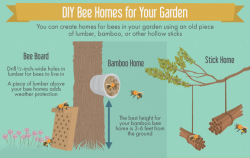 animalsandtrees: Creating a Bee-Friendly