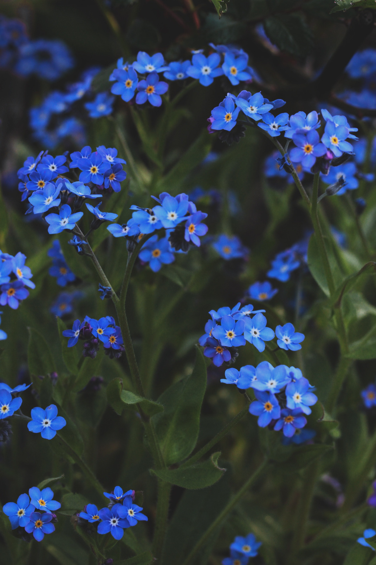 greenreblooming: forget-me-(or)-not *23 april 2016