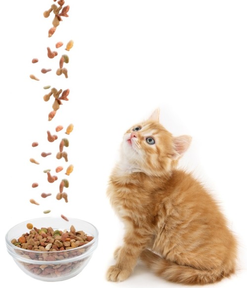 Dogs Information Center Kitten and dry food - shutterstock.Source : tinamotta.tumblr.com