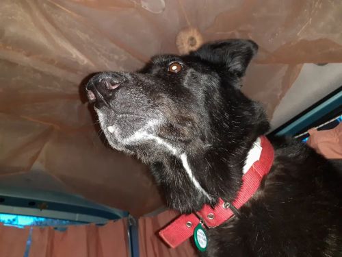 Lake Doxa, Greece, 2020 #lakedoxa #peloponnese #korinthia #camping #camping-car #pet #dog #portrait 