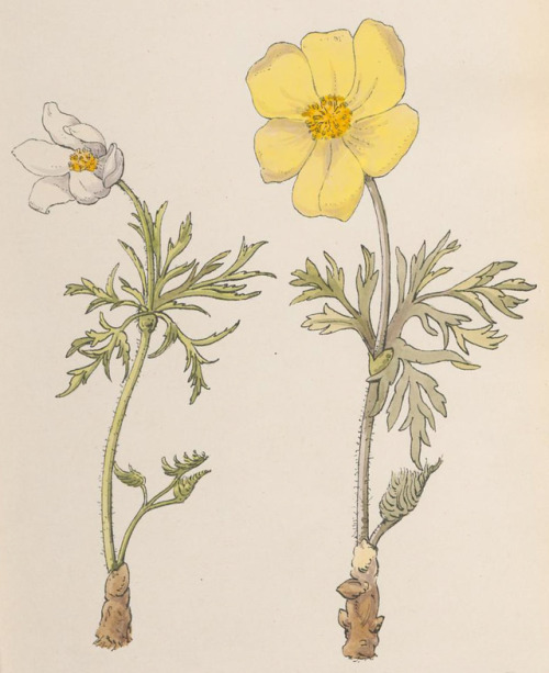 Flowers of the Engadine - Evelyn D. Heathcote - 1891 - via e-rara