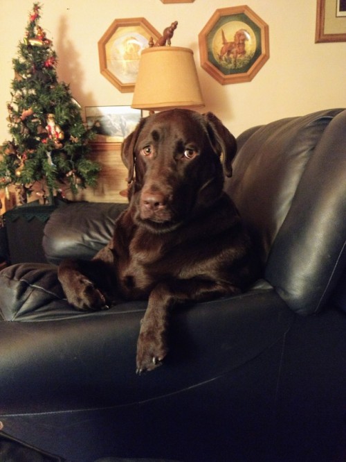 handsomedogs: This is Willow! She has quite the personality