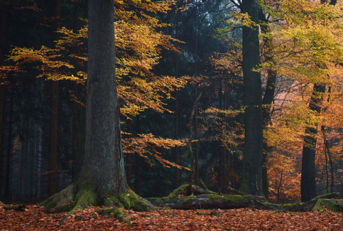 Untitled by Alex Wesche