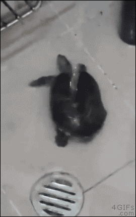 lovefunnygifs:  Turtle Twerking http://ift.tt/14pJP5v