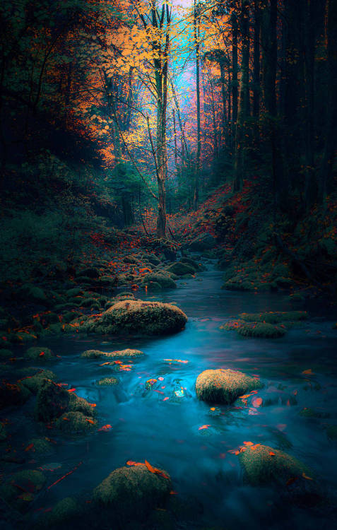 j-k-i-ng:“Forest Scene“ by | Mevludin