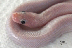 crispysnakes:   My gosh I forgot how teeny