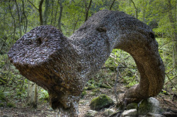 asylum-art:  Make a Wish on an Welsh  Money Tree  An old tradition from Great Britain has been rediscovered after a curious incident recently covered by the BBC. Staff at the Italian Riviera inspired Welsh village of Portmeirion where baffled after a