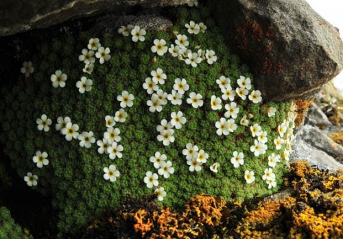 greenplantreligion: Androsace helvetica