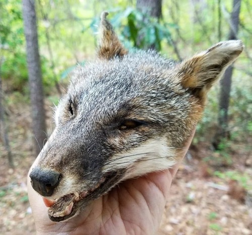 blackbackedjackal:Mummified gray fox head I just finished up for a client!