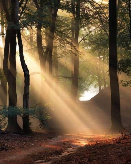 fairydrowning:Sunbeams in the forests. porn pictures