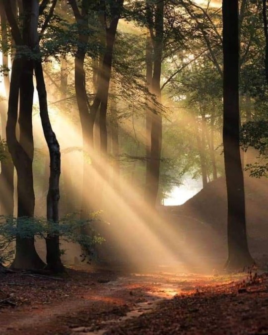 Porn photo fairydrowning:Sunbeams in the forests.