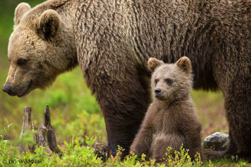 Mother and Cub by Giedrius Stakauskas