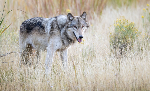 elegantwolves:by Jeff Dyck