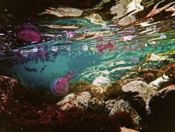 wild-souls:  flowers-are-people-too:  katesworld: PURPLE JELLYFISH. DEIA Photo: Kate Bellm  ☁️  x