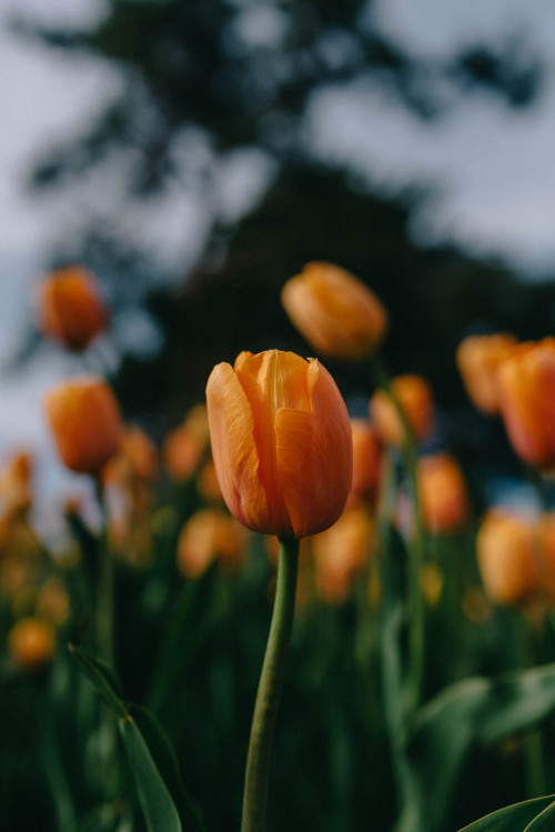 carterwdick:Tulips in BloomMinnesota Landscape Arboretum | Chaska, MN 