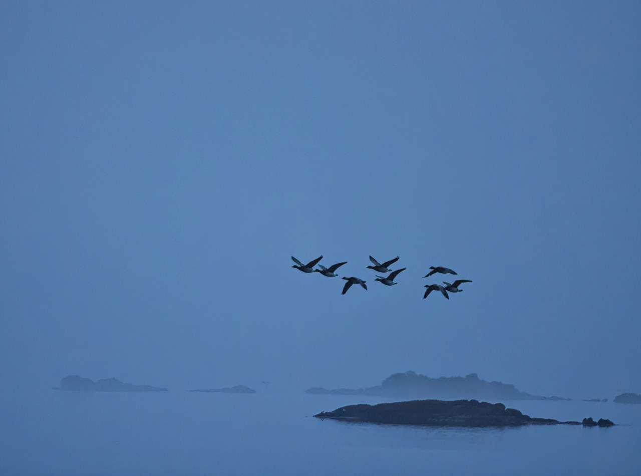 Daybreak. 5:44 am, May 15, 2022. 60° F. Fog. Cove Island Park, Stamford, CT. (@dkct25 on Instagram)  #geese#fog#mist #cove island park #daybreak#twilight#original photography #photographer on tumblr