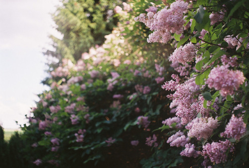 florallled-blog:and more by Liis Klammer on Flickr.
