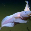 eternally-bored-snaillfish