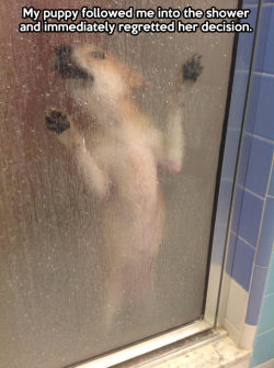 niknak79:  It looks like a horror dog movie…