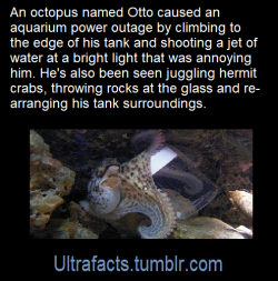 once-upon-a-time-there-was-agirl: a-sweetheart-being-40:   ultrafacts:   Source: [x] Follow Ultrafacts for more facts!   Lol. Sounds like Otto is bad-ass 🐙   Otto was my prized student, when I taught Shenanigans 2.0. *snorts* 