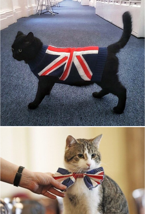 darylfranz: オシャレすぎる英国政府機関配属の猫達ｗｗｗｗｗｗｗ:ハムスター速報