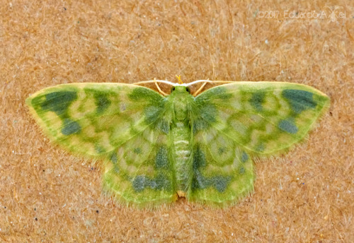XXX onenicebugperday:  Emerald moths in the subfamily photo