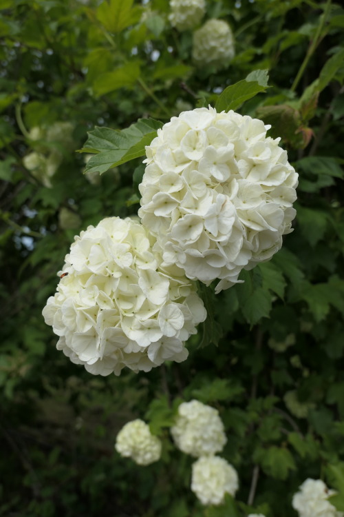 Viburnum opulus ‘Roseum’ — guelder-rose a.k.a. snowball tree a.k.a. water elder a.k.a. cramp bark