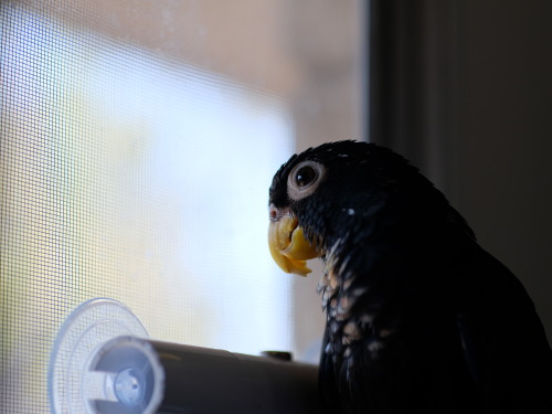 ajaxbird
