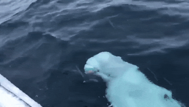 Friendly Beluga Whale Plays Fetch With Crew Of A South African Ship Using A 2019 Rugby World Cup Ball