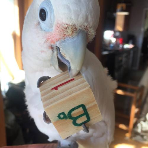 B is for Boo. #alphabet #goffinscockatoo #cockatoo #cockatoolife #cockatoosofinstagram #cockadrama #