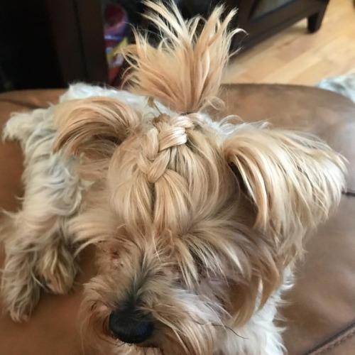 #tbt to when i braided Bunny’s hair @veganvarietyshow . . . . . . #vegan #veganvarietyshow #dog #do