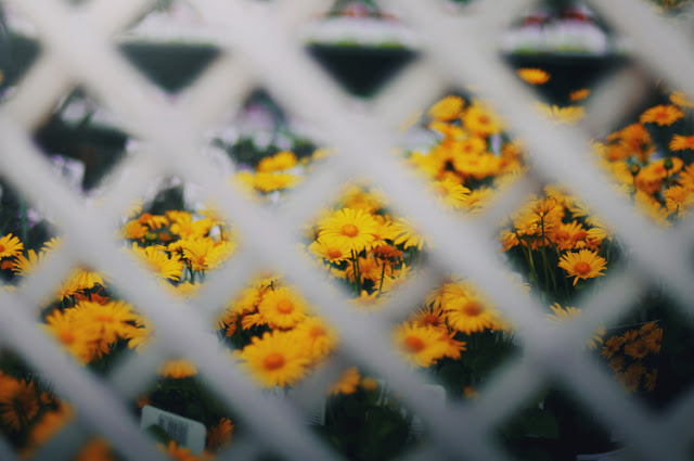 englishsnow:  by Ella Ruth 
