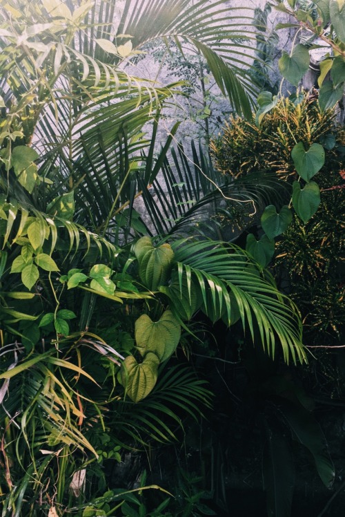 riceordie: follow @riceordie​ for more tropical/jungle vibes. original content & no reblogging h