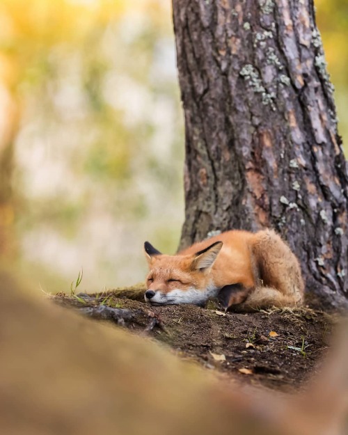 everythingfox: “A short moment of total peacefulness in the hectic life of a fox cub 🧡🦊” 📷: Ossi Saarinen 