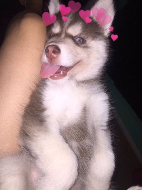 babyanimalgifs: One year transformation