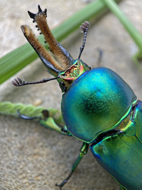 onenicebugperday:Golden stag beetle, Lamprima aurata, LucanidaeFound in AustraliaPhotos by parrot3 