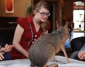 edwardspoonhands:  progshell:  It’s hard to say the best thing about Sci Show,