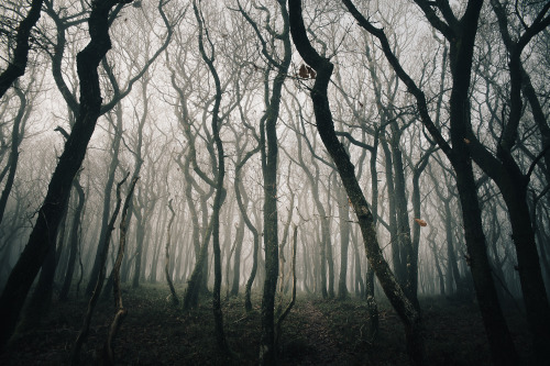 ardley:Perspectives on a WoodlandPhotographed by Freddie Ardley